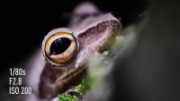 Obiektyw Panasonic LEICA DG Marco-Elmarit 45 mm f/2.8 ASPH